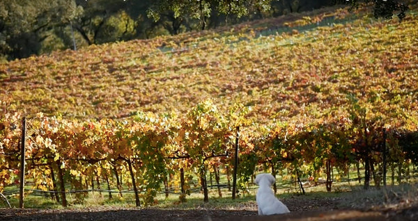 Going Wine Tasting? This Winery Welcomes Your Furry Best Friend!