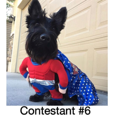 It's a close race - any pup can win the "Puppy Mama Best Halloween Dog Photo Competition" Title!
