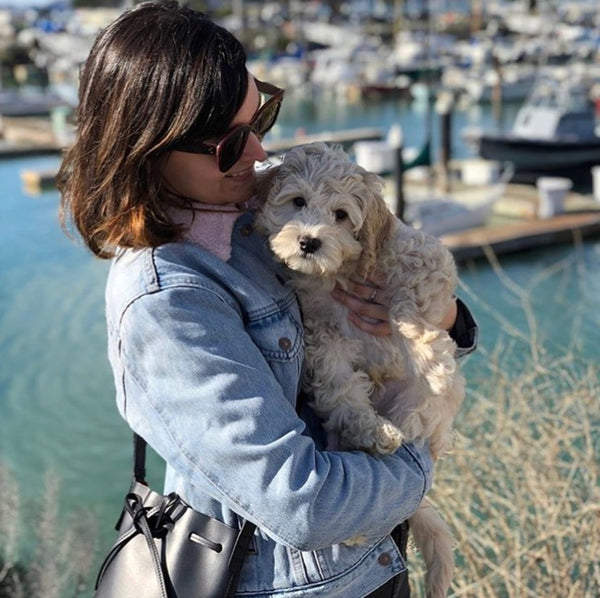 Benji - The Mindful Cockapoo