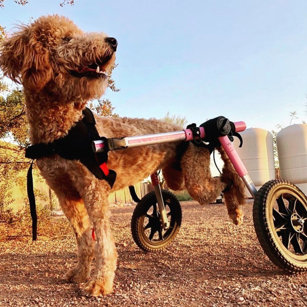 "I tell EVERYONE to get pet insurance." –Lindsay, Phoenix, AZ