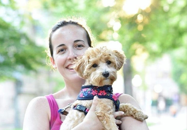 Scarlet the Maltipoo