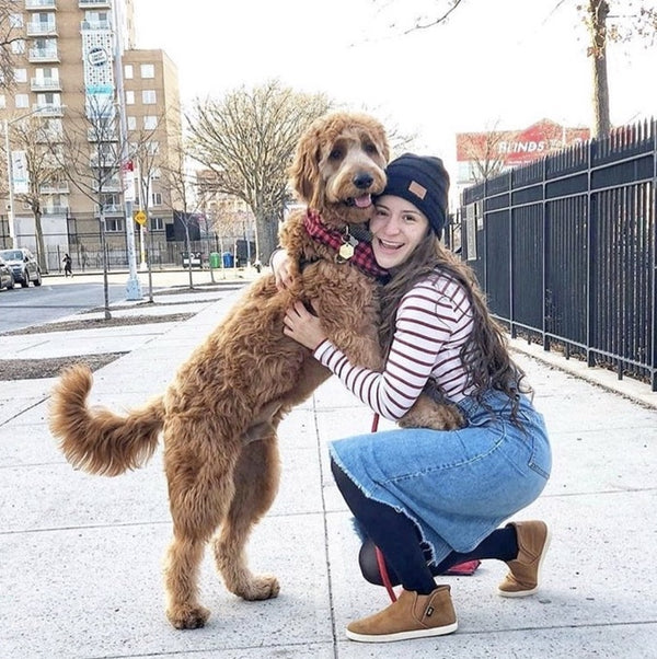 Simba - The Joyful Goldendoodle