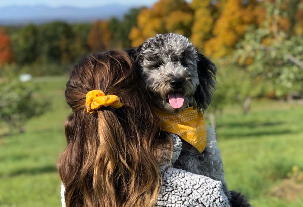 Hope & Healing: Story How a Mini Goldendoodle is Healing and Bringing Joy Every Day